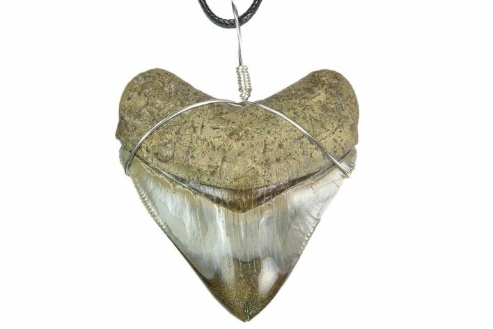 2.75" Fossil Megalodon Tooth Necklace